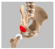 JOI - Acetabulum