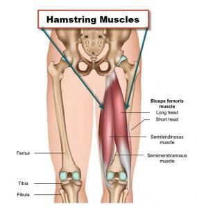 Hamstring Anatomy Pic