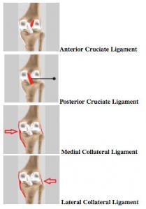 Anterior Cruciate Ligament Posterior Cruciate Ligament Medial Collateral Ligament Lateral Collateral Ligament