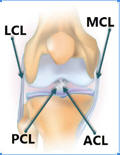 Knee Ligaments PCL