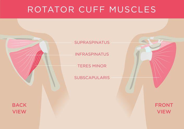The Muscles in the Shoulder - JOI Rehab