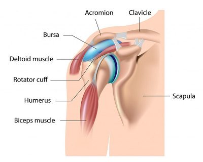 Rotator Cuff Tendons