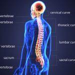 Anatomy of bones of the back
