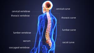 Spine Anatomy by JOI Rehab