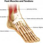 image of anatomy of muscles and tendons of the foot