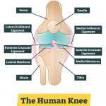 image of knee anatomy 