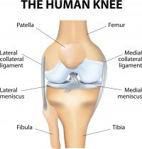 Knee Anatomy and Ligaments