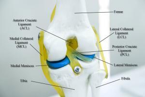 knee ligaments with labels