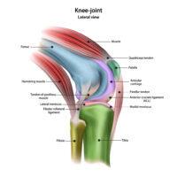 JOI Knee Anatomy