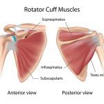 illustration of anatomy of Rotator Cuff muscles