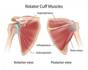 Shoulder anatomy image for rotator cuff injuries