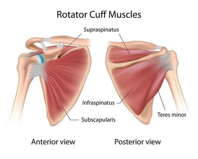 Shoulder anatomy