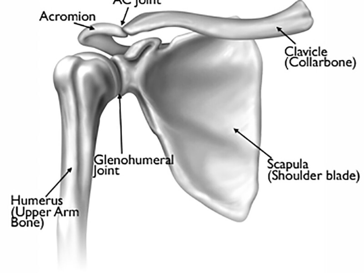 Shoulder Anatomy