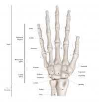 Finger Bones - JOI Jacksonville Orthopaedic Institute
