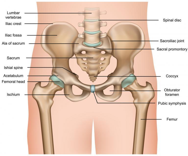 All 101+ Images where is the pelvis located on a man Excellent