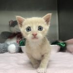 Image of a kitten