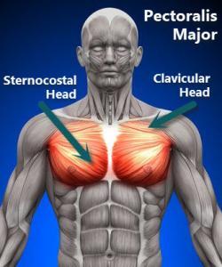 Pectoralis Muscles by JOI REHAB