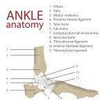 image of anatomy of the ankle