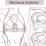 image of anatomy of knee cartilage and meniscus