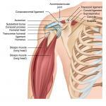 Anatomy of the Shoulder and muscles that make up the rotator cuff