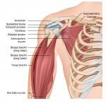 Shoulder muscles and muscles of the shoulder and arm.