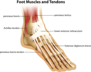Diagram of the muscle in the bottom of foot and the anatomy of the foot muscles. JOI Rehab
