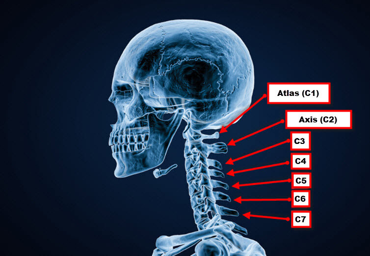 The upper portion of the spine is the cervical vertebrae bones this is also known as the bones of the neck Atlas Axis. JOI Rehab