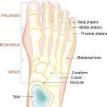 Anatomy of the foot with bones in toes. Toe bones can include the proximal phalanx foot bone.
