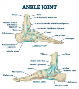 ankle fracture anatomy of the ankle joint