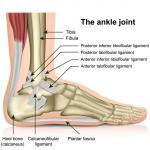 Illustration of the ankle joint.