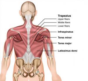Anatomical diagram of shoulder muscles in the back. JOI Rehab