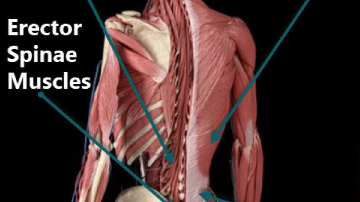 Back Muscles And Low Back Pain Spine-health, 58% OFF
