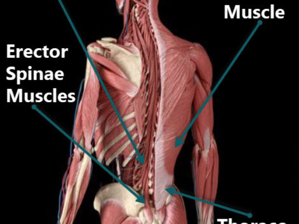 Multifidus Muscle Stretch