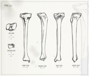 Tibia bone from 4 views with distal and proximal ends