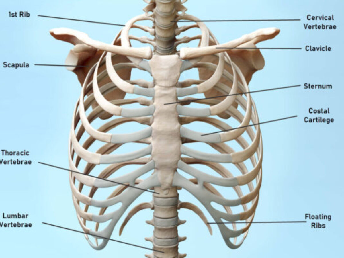 Bones In The Chest Joi Jacksonville Orthopaedic Institute