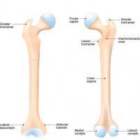 Bones In The Leg Joi Jacksonville Orthopaedic Institute