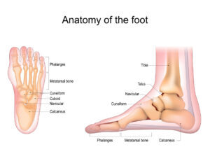 Bones in the foot toes and foot