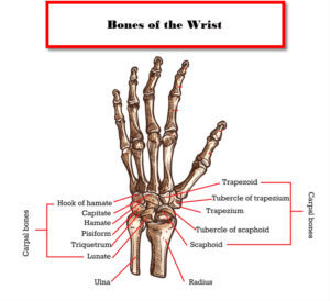 Diagram labeling the individual bones in the wrist anatomy. JOI Rehab