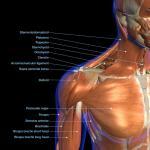 Anatomy of the Muscles of the Chest