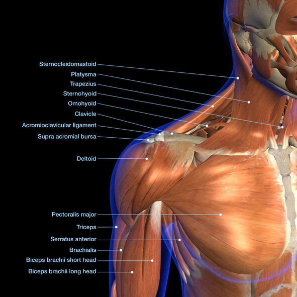 Muscles in the Chest - JOI Jacksonville Orthopaedic Institute