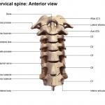 image of anatomy of cervical spine