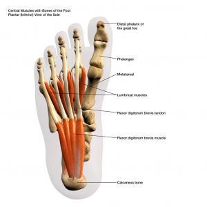bottom of Foot diagram showing the bottom anatomy of a foot. JOI Rehab