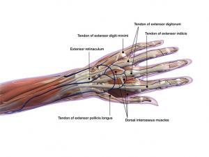 Diagram showing the wrist flexors muscles of the wrist. JOI Rehab 