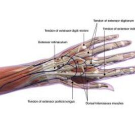 Hand Anatomy Muscles First Two Layers Of Hand Muscles Photograph By