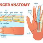 Muscles in the Finger in JOI Rehab Stretch