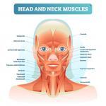 anatomy of Muscles in the head and neck