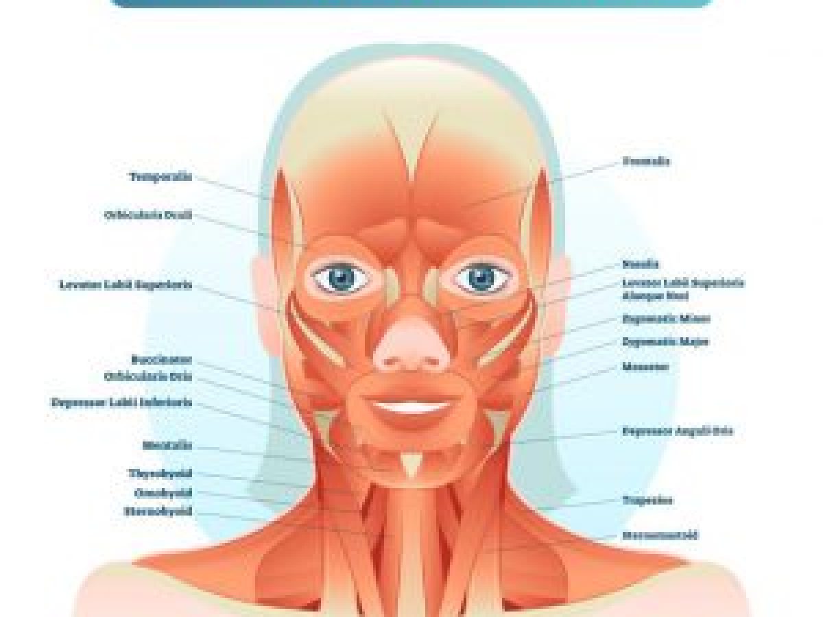 Anatomy Facial Muscle Nerve