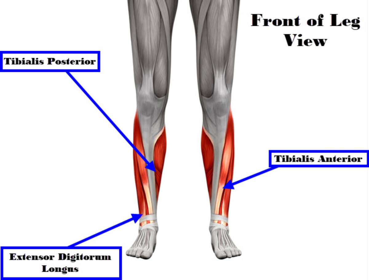 Muscles of the Leg - JOI Jacksonville Orthopaedic Institute