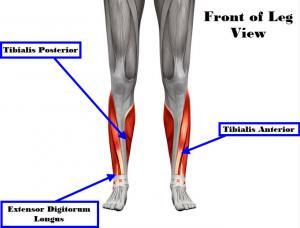 Muscle of the lower leg that support the ankle muscles. JOI Rehab