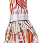 the anatomy of the forearm 